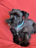 Sharna, a female Miniature Schnauzer for sale in Roy, WA – 9 of 10