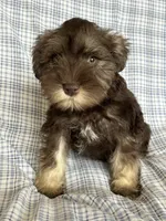 Britt, a female Miniature Schnauzer for sale in Roy, WA – 8 of 10