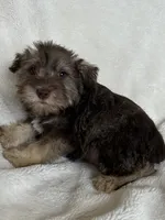 Ciara, a female Miniature Schnauzer for sale in Roy, WA – 2 of 10