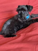 Sharna, a female Miniature Schnauzer for sale in Roy, WA – 10 of 10