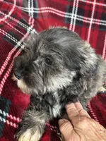 Bruno, a male Miniature Schnauzer for sale in Roy, WA – 7 of 10