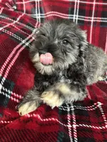 Bruno, a male Miniature Schnauzer for sale in Roy, WA – 4 of 10