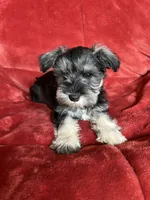 Olive, a female Miniature Schnauzer for sale in Roy, WA – 10 of 10
