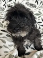 Ali, a male Miniature Schnauzer for sale in Roy, WA – 9 of 10