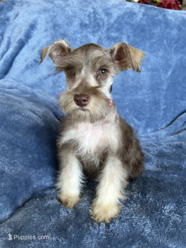 Ciara – Miniature Schnauzer puppy for sale in Roy, WA