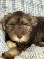 Britt, a female Miniature Schnauzer for sale in Roy, WA – 9 of 10