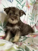 Whitney, a female Miniature Schnauzer for sale in Roy, WA – 3 of 10