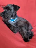 Sharna, a female Miniature Schnauzer for sale in Roy, WA – 6 of 10