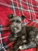 Taylor, a female Miniature Schnauzer for sale in Roy, WA – 5 of 8