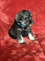 Murphy , a male Miniature Schnauzer for sale in Roy, WA – 4 of 10