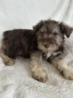 Ciara, a female Miniature Schnauzer for sale in Roy, WA – 7 of 10
