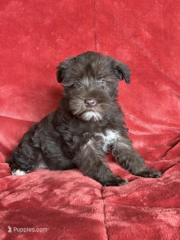 Ellie – Miniature Schnauzer puppy for sale in Roy, WA