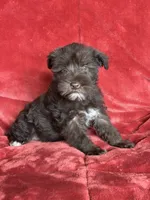 Ellie, a female Miniature Schnauzer for sale in Roy, WA – 1 of 10
