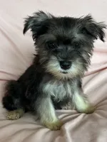 Rylee, a female Miniature Schnauzer for sale in Roy, WA – 3 of 10
