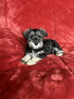 Olive, a female Miniature Schnauzer for sale in Roy, WA – 9 of 10