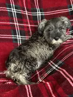 Bruno, a male Miniature Schnauzer for sale in Roy, WA – 3 of 10