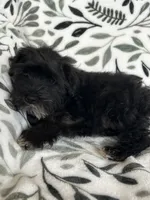 Ali, a male Miniature Schnauzer for sale in Roy, WA – 10 of 10