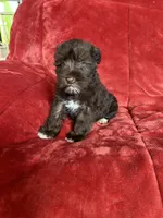 Ellie, a female Miniature Schnauzer for sale in Roy, WA – 5 of 10