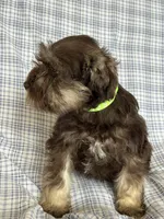 Britt, a female Miniature Schnauzer for sale in Roy, WA – 6 of 10