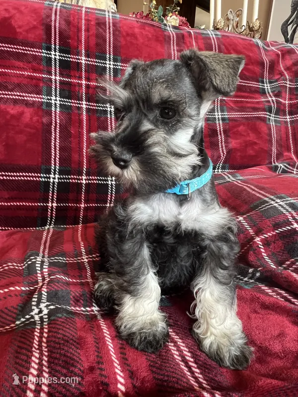 Murphy  – Miniature Schnauzer puppy for sale in Roy, WA