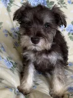 Ember, a female Miniature Schnauzer for sale in Roy, WA – 2 of 10