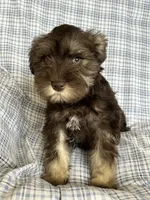 Britt, a female Miniature Schnauzer for sale in Roy, WA – 4 of 10