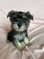 Rylee, a female Miniature Schnauzer for sale in Roy, WA – 7 of 10