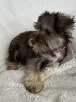 Ciara, a female Miniature Schnauzer for sale in Roy, WA – 3 of 10