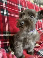 Taylor, a female Miniature Schnauzer for sale in Roy, WA – 2 of 8