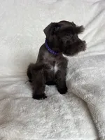 Ellie, a female Miniature Schnauzer for sale in Roy, WA – 7 of 9
