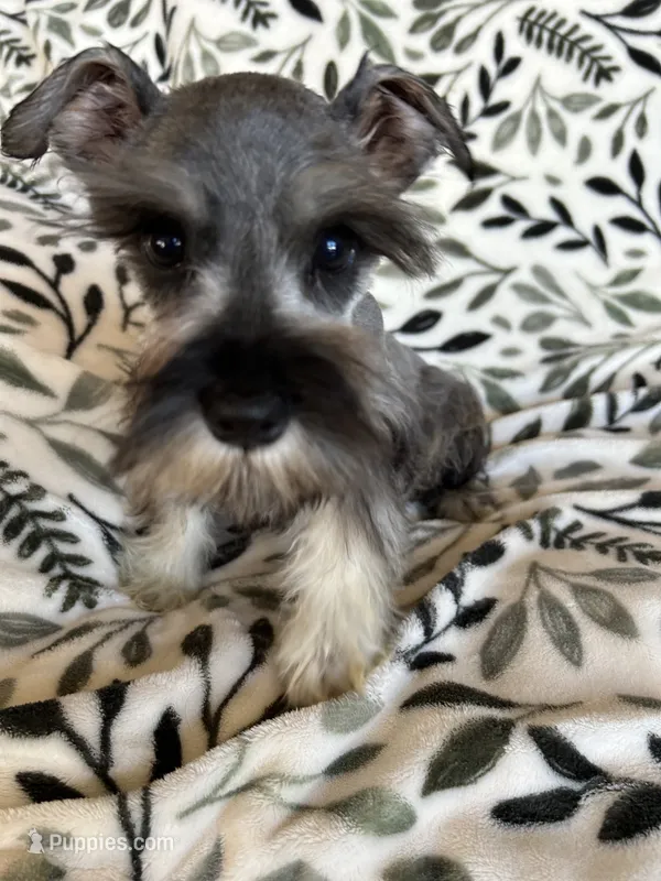 Emma – Miniature Schnauzer puppy for sale in Roy, WA