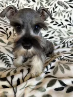 Emma, a female Miniature Schnauzer for sale in Roy, WA – 1 of 10