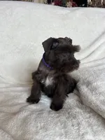 Ellie, a female Miniature Schnauzer for sale in Roy, WA – 5 of 9