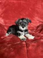 Olive, a female Miniature Schnauzer for sale in Roy, WA – 3 of 10