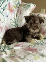 Whitney, a female Miniature Schnauzer for sale in Roy, WA – 9 of 10