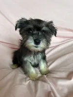 Rylee, a female Miniature Schnauzer for sale in Roy, WA – 9 of 10