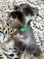 Emma, a female Miniature Schnauzer for sale in Roy, WA – 3 of 10