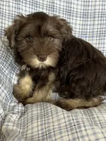 Britt, a female Miniature Schnauzer for sale in Roy, WA – 7 of 10