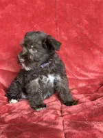 Ellie, a female Miniature Schnauzer for sale in Roy, WA – 2 of 10