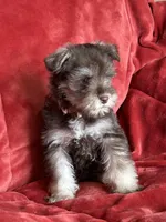 Coco, a female Miniature Schnauzer for sale in Roy, WA – 2 of 9