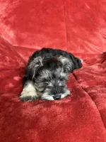 Olive, a female Miniature Schnauzer for sale in Roy, WA – 2 of 10