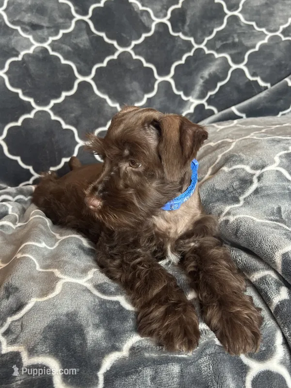 Axel – Miniature Schnauzer puppy for sale in Roy, WA