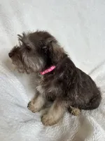 Ciara, a female Miniature Schnauzer for sale in Roy, WA – 6 of 10