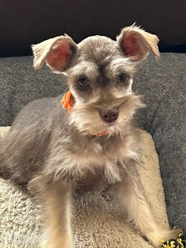 Whitney – Miniature Schnauzer puppy for sale in Roy, WA