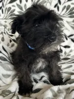 Ali, a male Miniature Schnauzer for sale in Roy, WA – 6 of 10