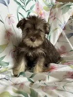 Whitney, a female Miniature Schnauzer for sale in Roy, WA – 2 of 10
