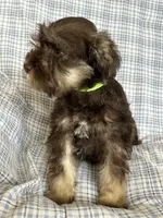 Britt, a female Miniature Schnauzer for sale in Roy, WA – 10 of 10
