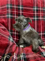 Taylor, a female Miniature Schnauzer for sale in Roy, WA – 7 of 8