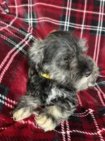 Bruno, a male Miniature Schnauzer for sale in Roy, WA – 5 of 10