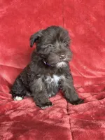 Ellie, a female Miniature Schnauzer for sale in Roy, WA – 4 of 10